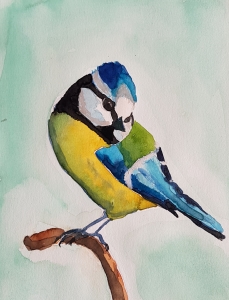 Blaumeise